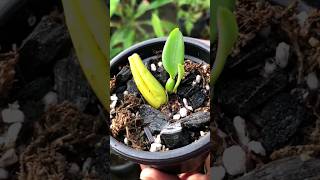 Easy way to Propagate Bulbophyllum Orchids 🍃 orchid planttips rareplants [upl. by Vergil]