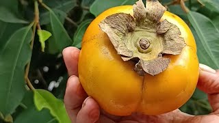 persimmon cutting benefits in only one video [upl. by Talbott]