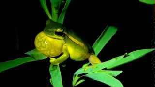 Hypsiboas pulchellus vocalizandoMOV [upl. by Leimad]