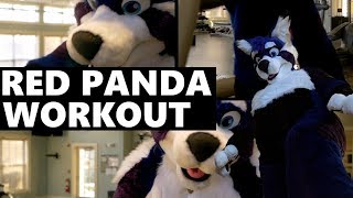 PandaCat Gyms The Red Panda Workout [upl. by Evin]