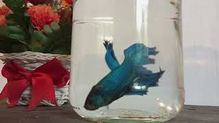 Siamese fighting fish Fighter Fish Life  Part 13 fish trending [upl. by Notsnarc392]