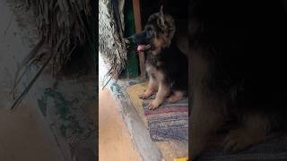 Dog food guidelines✨❤️dog food shorts trending germanshepperd tamil puppy [upl. by Arianna]