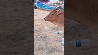 Dogs and Cow show Dance show dogs beach asmr tamil [upl. by Eiramnerual]