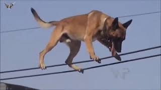 Belgian Malinois Amazing Athlete Amazing tricks Belgian Malinois\прыжки малинуа трюки малинуа [upl. by Rosenwald628]