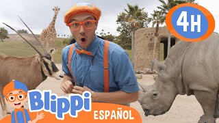 ¡Conoce estos animales increibles  Blippi Español  Videos educativos para niños  Aprende y Juega [upl. by Luelle]