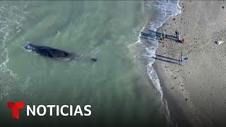 Muere una ballena varada en una playa de Florida [upl. by Omiseno]