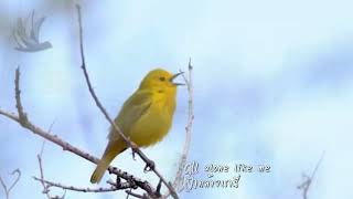 Yellow Bird  THE MILLS BROTHER [upl. by Hobard]