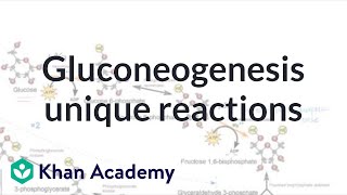 Gluconeogenesis unique reactions  Biomolecules  MCAT  Khan Academy [upl. by Timus]