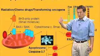 Xiaodong Wang U Texas SouthwesternHHMI Part 3 Extrinsic Pathway of Apoptosis [upl. by Debora]