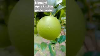 MusammiApne kitchen garden main fruitYouTube short [upl. by Khichabia]