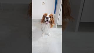 Köpek çok korktu 🐶😨 [upl. by Allimac879]