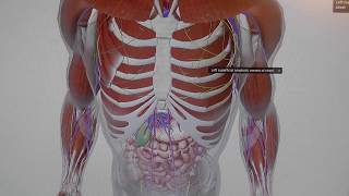 TOPTIPP 3 Apps für EUCH 3D ANATOMIE für Anfänger amp SPRACHEN LERNEN nebenbei [upl. by Silohcin]