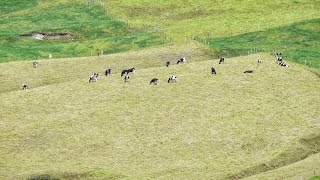 Cómo Implementar el Mejoramiento de Suelos en los Potreros  TvAgro por Juan Gonzalo Angel [upl. by Spaulding]