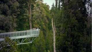 West Coast Treetop Walk New Zealand [upl. by Retsel]