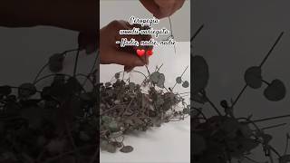 Nadie Ceropegia woodii variegata❤💋 [upl. by Peirsen775]