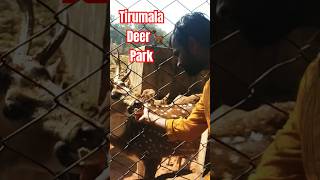 Tirumala Deer 🦌 Park Reserve Must Watch tirumala venkattraveller trending viralvideo shorts [upl. by Marji]