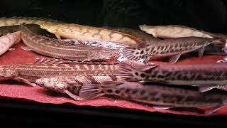 Bichirs bichirs and bichirs  polypterus all over the tank [upl. by Brenton]