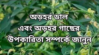 অড়হর ডাল এবং অড়হর গাছের উপকারিতা। [upl. by Krawczyk]