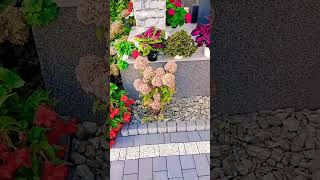 No i są kolejne hortensje mini bukietowe garden gardenplants gardening [upl. by Adham141]