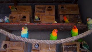 Lovebird Behaviour LOVEBIRD TV  Sunday Morning July 31st 2022 [upl. by Kriss]