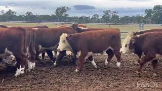 Deloraine Rural 74 steers 375kg [upl. by Darbie]