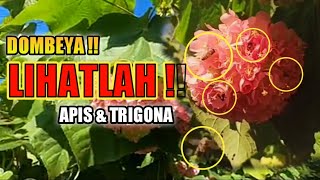 LIHATLAH ‼️ Ramainya Lebah Apis amp Trigona di Bunga Dombeya flower that bees like the most dombeya [upl. by Artek]