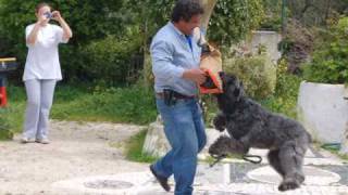 Nobel  quotThe Great Bouvier des Flandresquot [upl. by Ky]