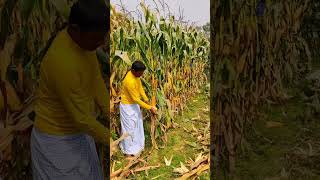 Maize Harvesting by Hand [upl. by Byrann674]