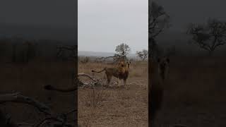 Hyena Escapes Lion Attack [upl. by Evilc]