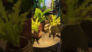 Creating a cozy ambience with mini plants and warm lights on this tabletop shorts homedecor [upl. by Banquer]