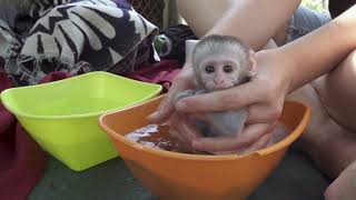 Orphan Baby Monkeys Groot and Joli Take A Bath [upl. by Atkinson125]