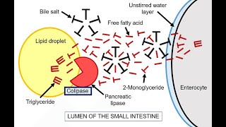 FATTY ACID DIGESTION ABSORPTION TRANSPORT  CHYLOMICRON FORMATION AND DEGRADATION [upl. by Leiuqeze26]