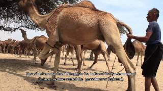 The Kharai Camels Amazing Camel Breed of India [upl. by Eetsim]