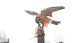 Falco sparverius AMERICAN KESTRELS hunting hovering feeding preening 9084933 [upl. by Polik280]