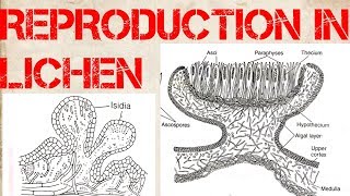 Reproduction in Lichens  How Lichen reproduce  Type of Reproduction in Lichen [upl. by Pinebrook]