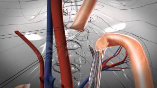 Total Gastrectomy [upl. by Cavallaro]