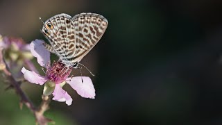 Mavizebra  Langs Shorttailed Blue  Leptotes pirithous [upl. by Stanton]