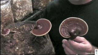 Paul Stamets with Reishi mushrooms in growroom [upl. by Xella]