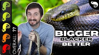 Black Rat Snake The Best Pet Snake [upl. by Malcom505]