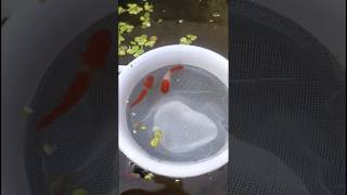 Albino Koi Swordtail breeding  Swordtail fries  Albino Koi  Swordtail Breeding success [upl. by Eanat]