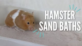 All About Hamster Sand Baths [upl. by Luciano897]