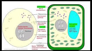 Cell structure prokaryotes vs eukaryotes AQA GCSE [upl. by Emma844]