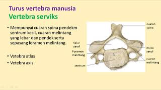 BIOLOGI TINGKATAN 4  142 PART 1 SISTEM RANGKA TURUS VERTEBRA [upl. by Madelyn609]