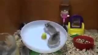 Two Hamsters and one Wheel Два хомяка и одно колесо [upl. by Andras]