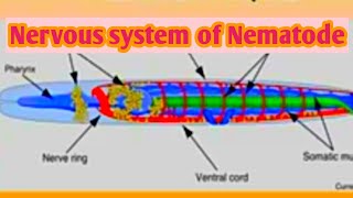 Nematode nervous system  online class  Nematology series [upl. by Ardnuassak]