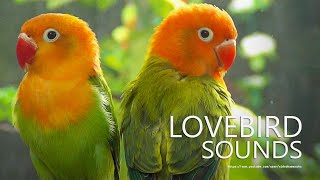 Lovebirds Chirping Sounds  Green Opaline and Dark Green Opaline  OrangeHead Duo [upl. by Lathe]