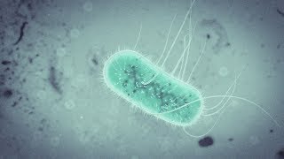 EColi Bacteria Animation Tutorial with Cinema 4D  Octane  After Effects [upl. by Peednas726]