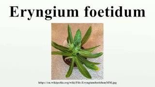 Eryngium foetidum [upl. by Tuckie]