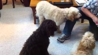 6 month old labradoodles [upl. by Reinar]