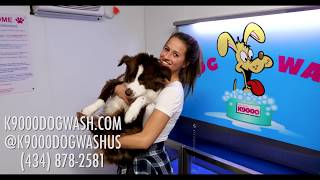 K9000 Dog Wash with Skyler amp Theo  Short Version [upl. by Ahsenyl]